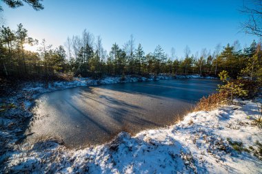 Kış aylarında güneşli günde Frost karlı orman ağaçları