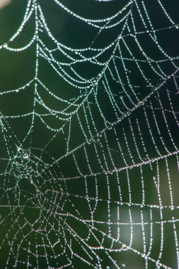 çiğ damlaları ile sabah ışığında doğal örümcek ağı Spider Web
