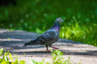 doğal ortamda küçük kuş