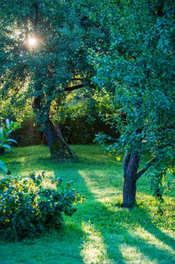 doğada kuru eski ağaç gövde Stomp