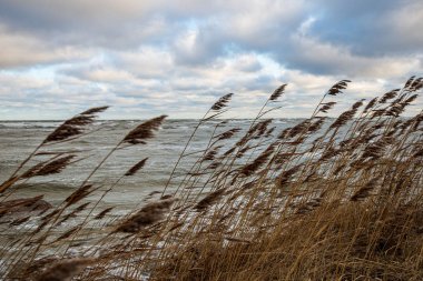 bulanık arka plan dokusu üzerinde Kuru Çim Bens