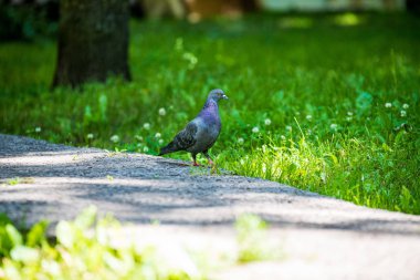 doğal ortamda küçük kuş