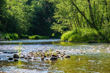 Yaz aylarında Letonya güzel orman Nehri