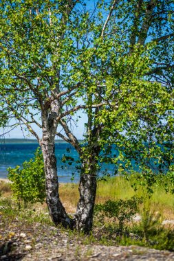 mavi gökyüzüne büyüyen ormanda ağaç tops