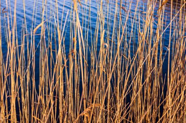 bulanık arka plan dokusu üzerinde Kuru Çim Bens
