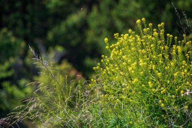 güneş altında yeşil çayır rastgele renk yaz çiçekleri
