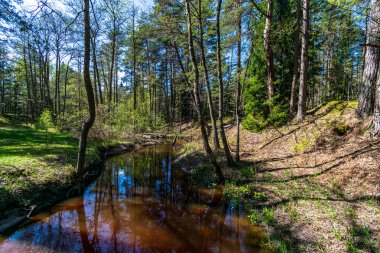 ağaç dalları arkasında gizleme orman nehir sakin