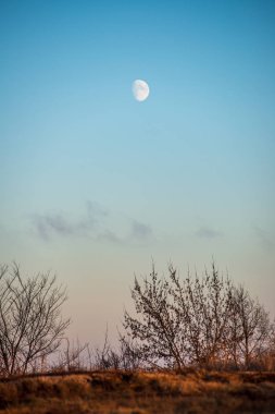 mavi gökyüzüne büyüyen ormanda ağaç tops