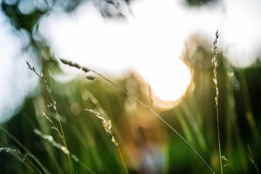 ağaç dalları ve bulanıklık arka planda yaprakları. Soyut doku