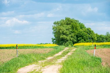 Güneşte mavi gökyüzü altında baharda kolza bloominf sarı alanlar