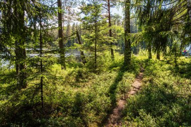 Güneşli yaz ormandaki ağaç gövdeleri
