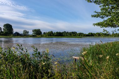 ağaç dalları arkasında gizleme orman nehir sakin