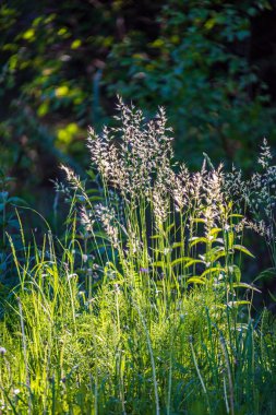 bulanık arka plan dokusu üzerinde Kuru Çim Bens