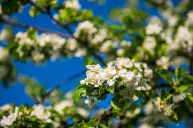 güneş altında yeşil çayır rastgele renk yaz çiçekleri