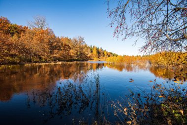ağaç dalları arkasında gizleme orman nehir sakin
