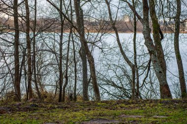 mavi gökyüzüne büyüyen ormanda ağaç tops