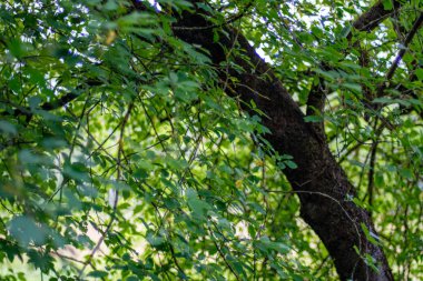 doğada kuru eski ağaç gövde Stomp