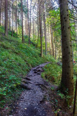 büyük ağaç gövdeleri ile güneşli Sonbahar Ormanı
