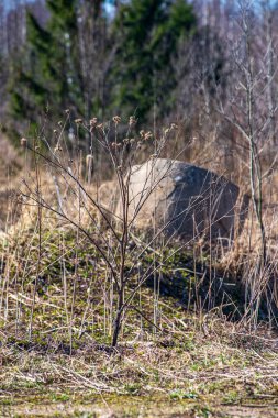 doğada kuru eski ağaç gövde Stomp