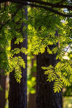 Güneşli yaz ormandaki ağaç gövdeleri