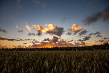 ağaçlar ve alanlar üzerinde gökyüzünde dramatik kırmızı günbatımı renkleri