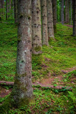 doğada kuru eski ağaç gövde Stomp