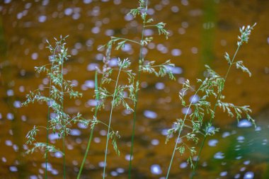 bulanık arka plan dokusu üzerinde Kuru Çim Bens