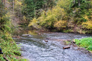 kayalar üzerinde şelale ile orman dağ Nehri