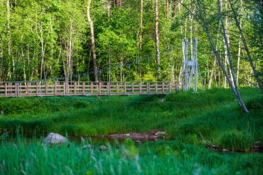Yaz aylarında Letonya güzel orman Nehri