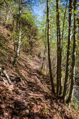 mavi gökyüzüne büyüyen ormanda ağaç tops