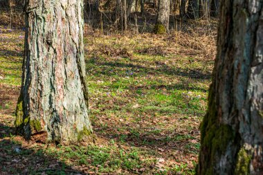 doğada kuru eski ağaç gövde Stomp