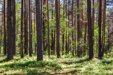 Güneşli yaz ormandaki ağaç gövdeleri