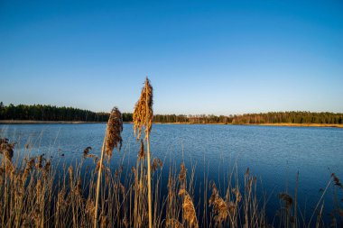 bulanık arka plan dokusu üzerinde Kuru Çim Bens