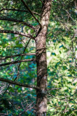 mavi gökyüzüne büyüyen ormanda ağaç tops
