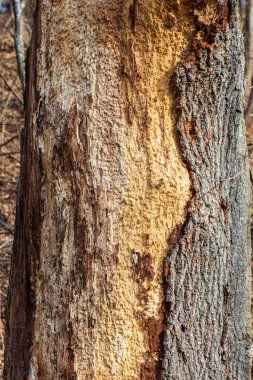 doğada kuru eski ağaç gövde Stomp