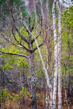 doğada kuru eski ağaç gövde Stomp