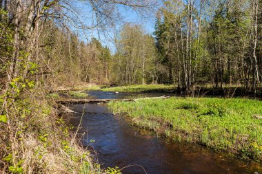 ağaç dalları arkasında gizleme orman nehir sakin
