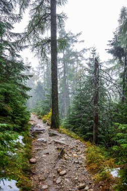 mavi gökyüzüne büyüyen ormanda ağaç tops