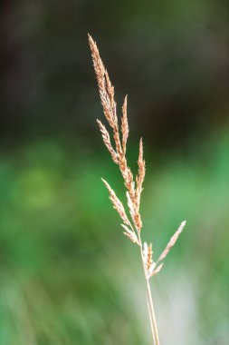 bulanık arka plan dokusu üzerinde Kuru Çim Bens