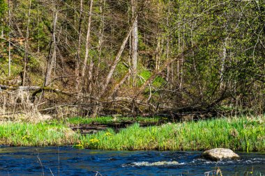 ağaç dalları arkasında gizleme orman nehir sakin