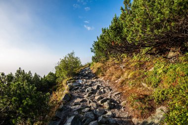yeşil ormanda doğal güzel turist Trail patika