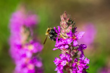 güneş altında yeşil çayır rastgele renk yaz çiçekleri