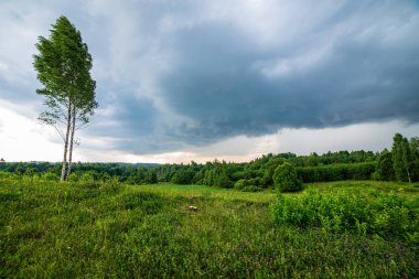 mavi gökyüzüne büyüyen ormanda ağaç tops