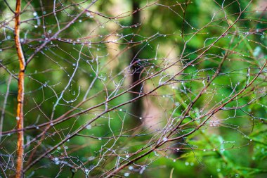 doğada kuru eski ağaç gövde Stomp