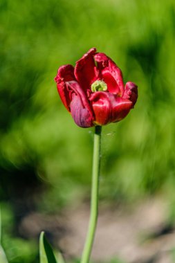 yeşil yaz bahçesinde kırmızı lale çiçek