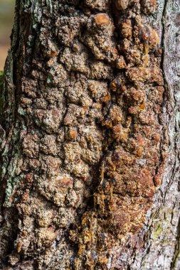 doğada kuru eski ağaç gövde Stomp