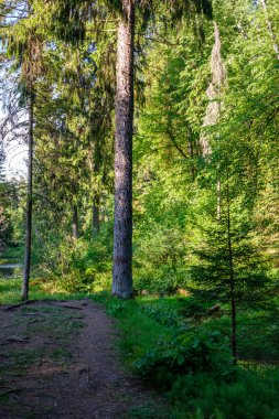 doğada kuru eski ağaç gövde Stomp