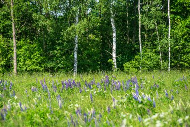 yaz sıcağında çiçeklenme çiçekler ile yeşil çayır mera