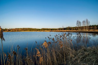 bulanık arka plan dokusu üzerinde Kuru Çim Bens