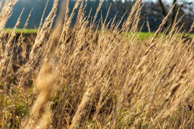 bulanık arka plan dokusu üzerinde Kuru Çim Bens